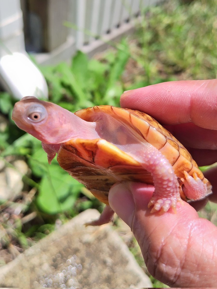 34_wgnc's tweet image. 1枚目上母親と下2頭2023CBのスリーショットです。
顔つきはそれぞれ違いますが、甲羅模様は似てきたように思います。
t＋アルビノが出現した血統です。　(^⁠_⁠^)
#トウブハコガメ 
#Easternboxturtle 
#Easternboxturtle_Positive_Albino 
#t_plus_albino
#Terrapenecarolinacarolina 
#burikura