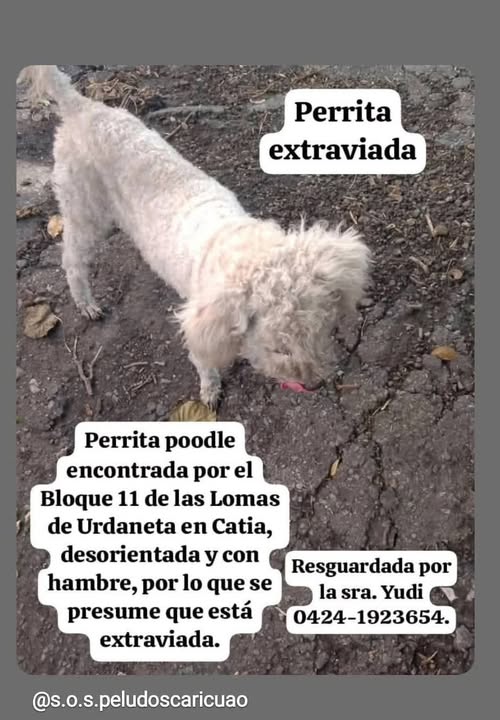 Perrita Poodle encontrada en Catia. Se presume extraviada. Por favor ayúdanos a difundir para que ésta foto llegue a sus dueños.