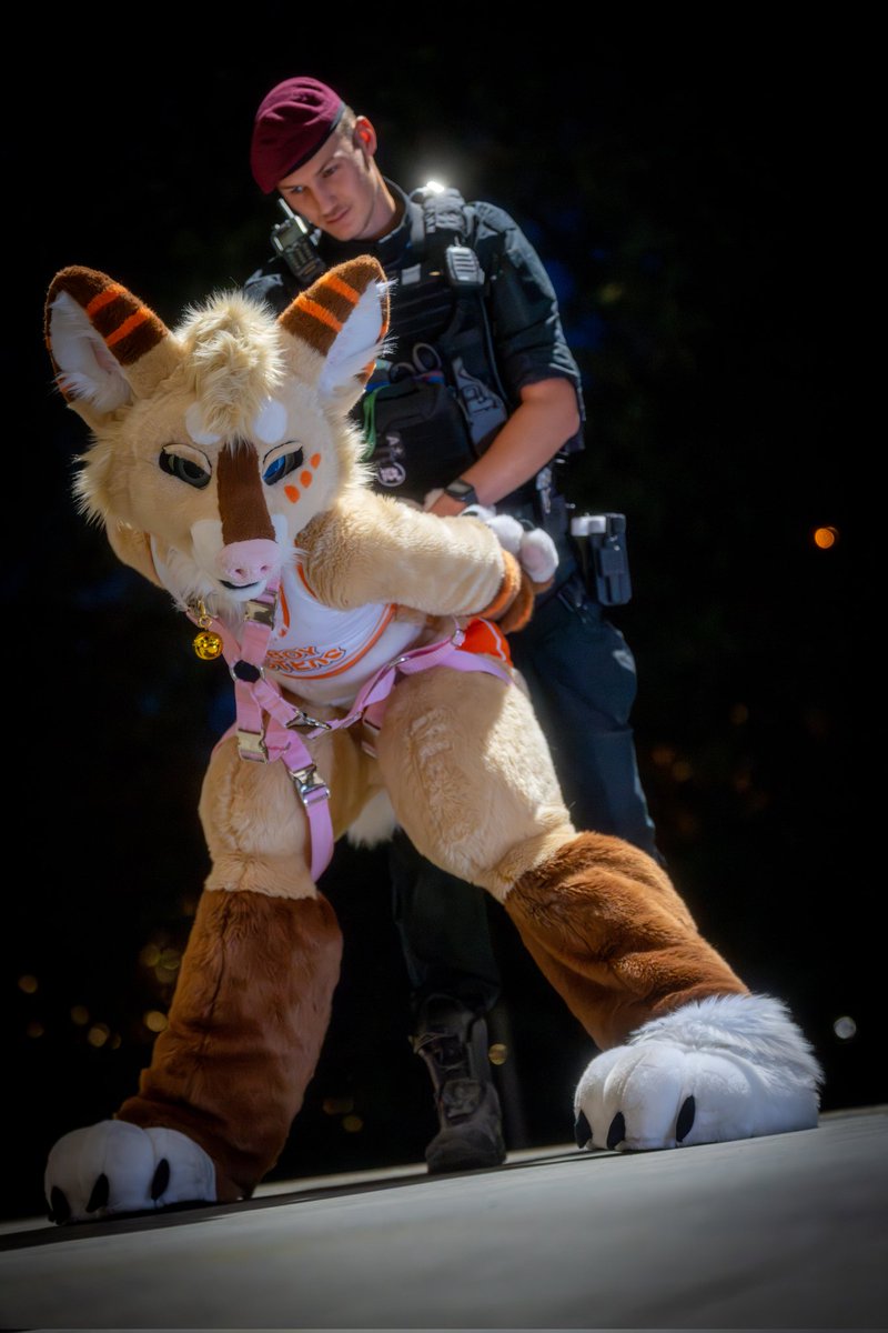 CorgbuttAD 🔜 CFZ tweet media