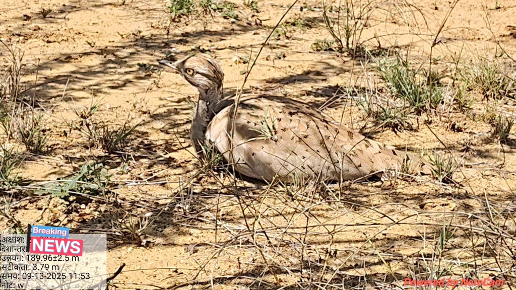 sumitdookia's tweet photo. As the monsoon winds started returning back, #GIB landscape is ready to be vivid and live full. MacQueen's #Bustard sighted, Benelli's eagle targeting Spiny-tailed lizards and herds of joyful #Chinkara amid the green landscape of Thar. #GIB is the keystone spp of this landscape. https://t.co/dd8Duc5onQ
