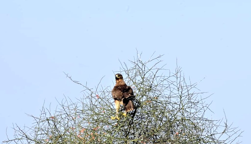 sumitdookia's tweet photo. As the monsoon winds started returning back, #GIB landscape is ready to be vivid and live full. MacQueen's #Bustard sighted, Benelli's eagle targeting Spiny-tailed lizards and herds of joyful #Chinkara amid the green landscape of Thar. #GIB is the keystone spp of this landscape. https://t.co/dd8Duc5onQ