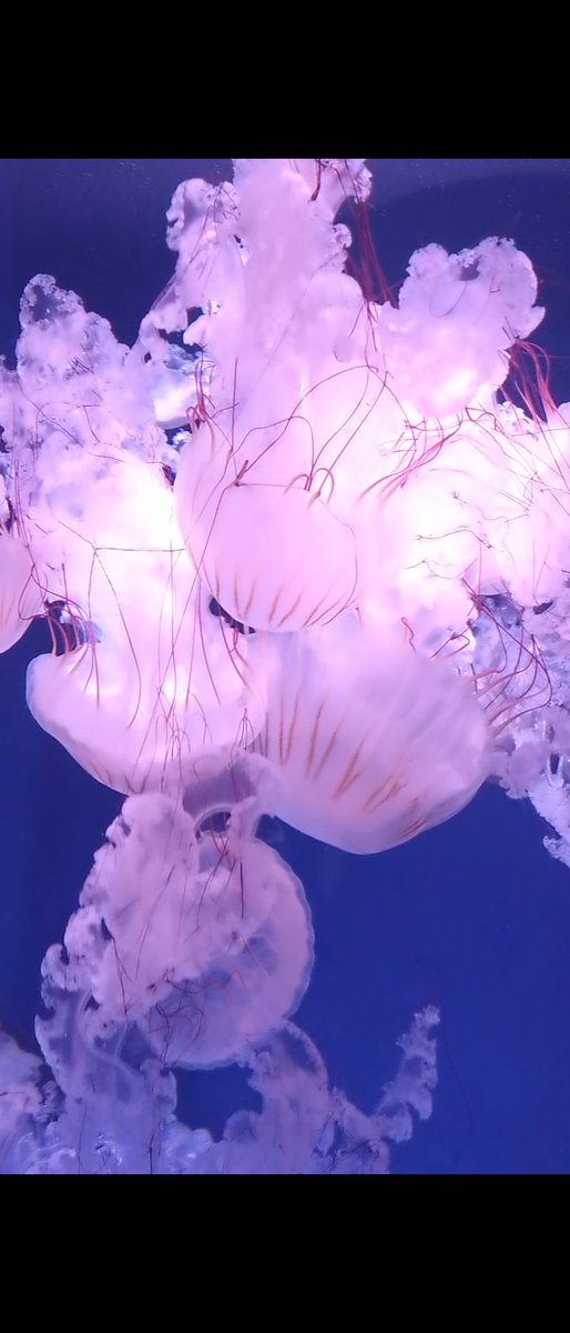 昨日、アクアワールド大洗水族館に行ってきました。えのすいで見たクリサオラ・プロカミアが２匹、出張してきてました。また会えたね〜
#水族館 #イラスト #クラゲ