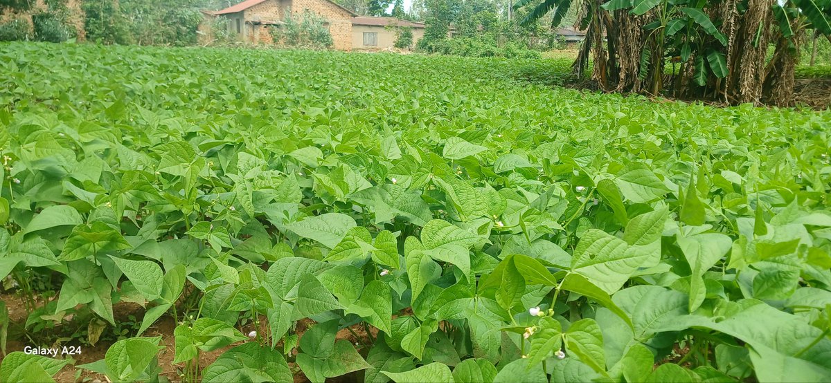 This is nyota beans I sprayed with Yara Vita CROP BOOST the results is amazing 👏 <a href="/Billngeno/">William Ngeno</a> <a href="/diangaronald/">Ronald</a> <a href="/YaraKenya/">YaraKenya</a> #MboleaNiYara