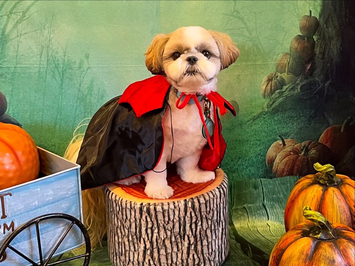 マイペース犬あいすの日常🇺🇦 (@mochikoro_ice) on Twitter photo あ、やせいの
ドラキュラシーズーがあらわれた
▶︎たたかう  にげる
 つかまえる なでる あ、やせいの
ドラキュラシーズーがあらわれた
▶︎たたかう  にげる
 つかまえる なでる