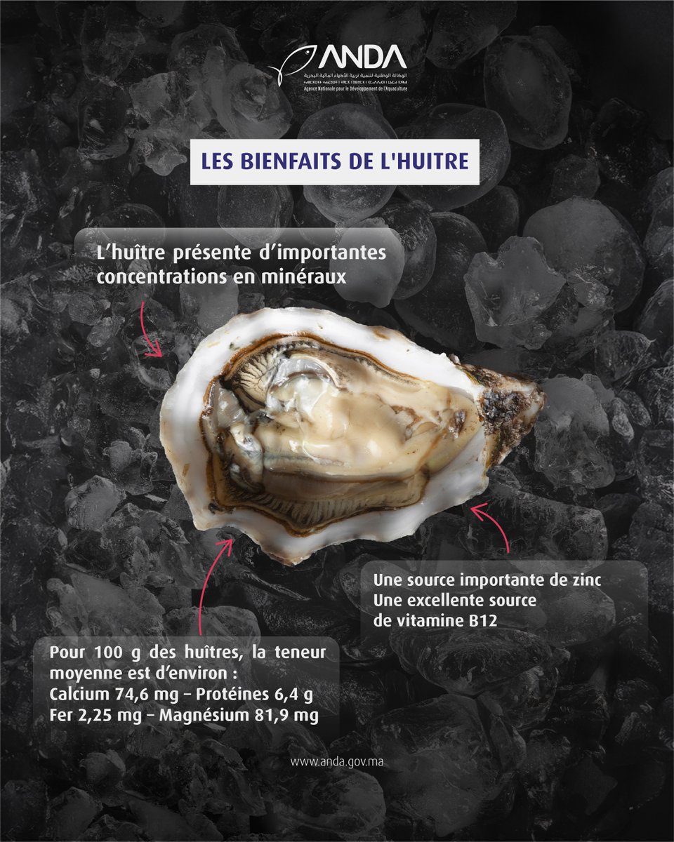 Les huîtres, produit phare de l’aquaculture marocaine, sont un trésor nutritionnel, allient saveur et bienfaits pour la santé. À savourer dans une alimentation équilibrée!

#huitres #aquaculture #anda #economiebleue