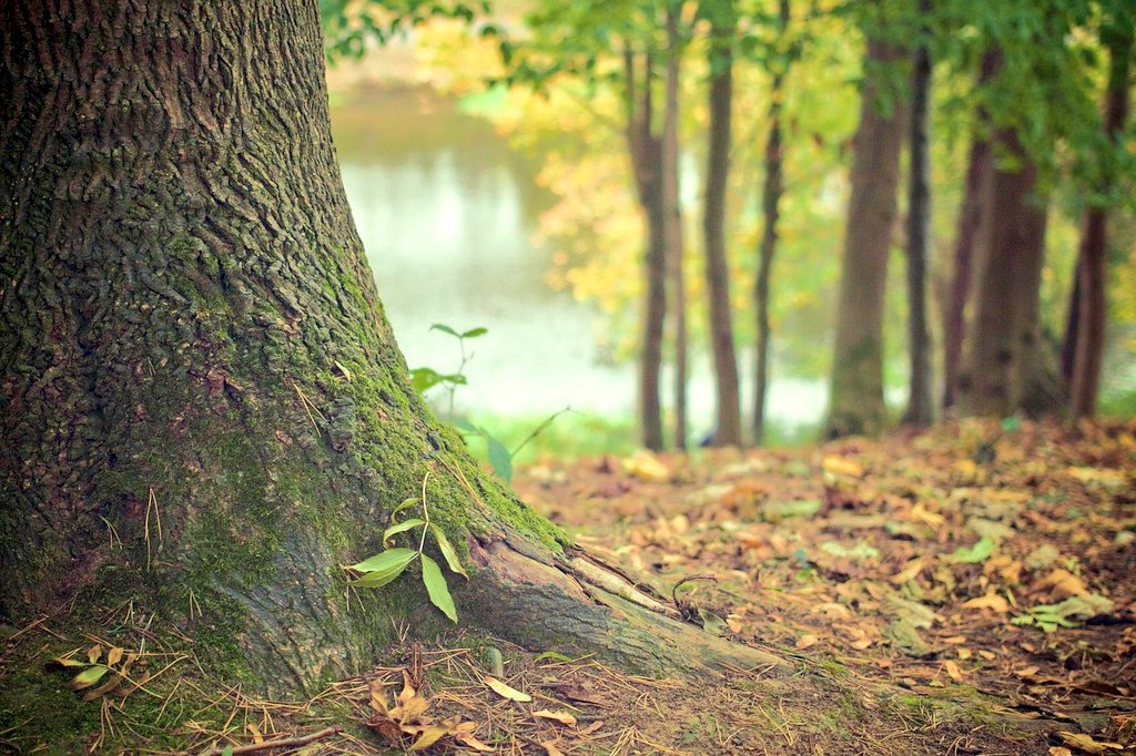 Hermann Hesse 🖎

"Trees have always been for me the most intense preachers. I revere them when they are alive in whole forests and groves. And I revere them even more when they stand alone. They are like solitary people. They are not like hermits, who because of some kind of