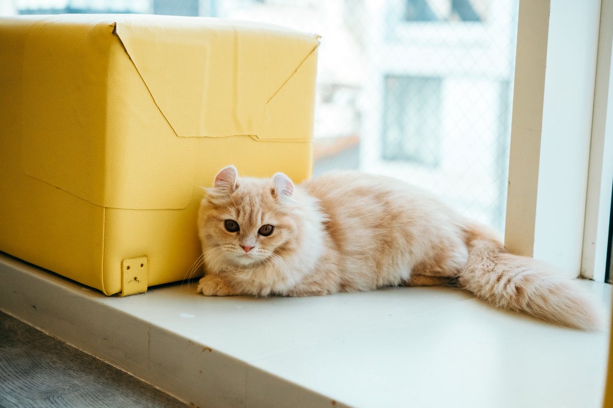 _yuyagraphy's tweet photo. お猫様が可愛すぎた。

#猫カフェ #catcafeMOCHA https://t.co/NHlXUXhoeu