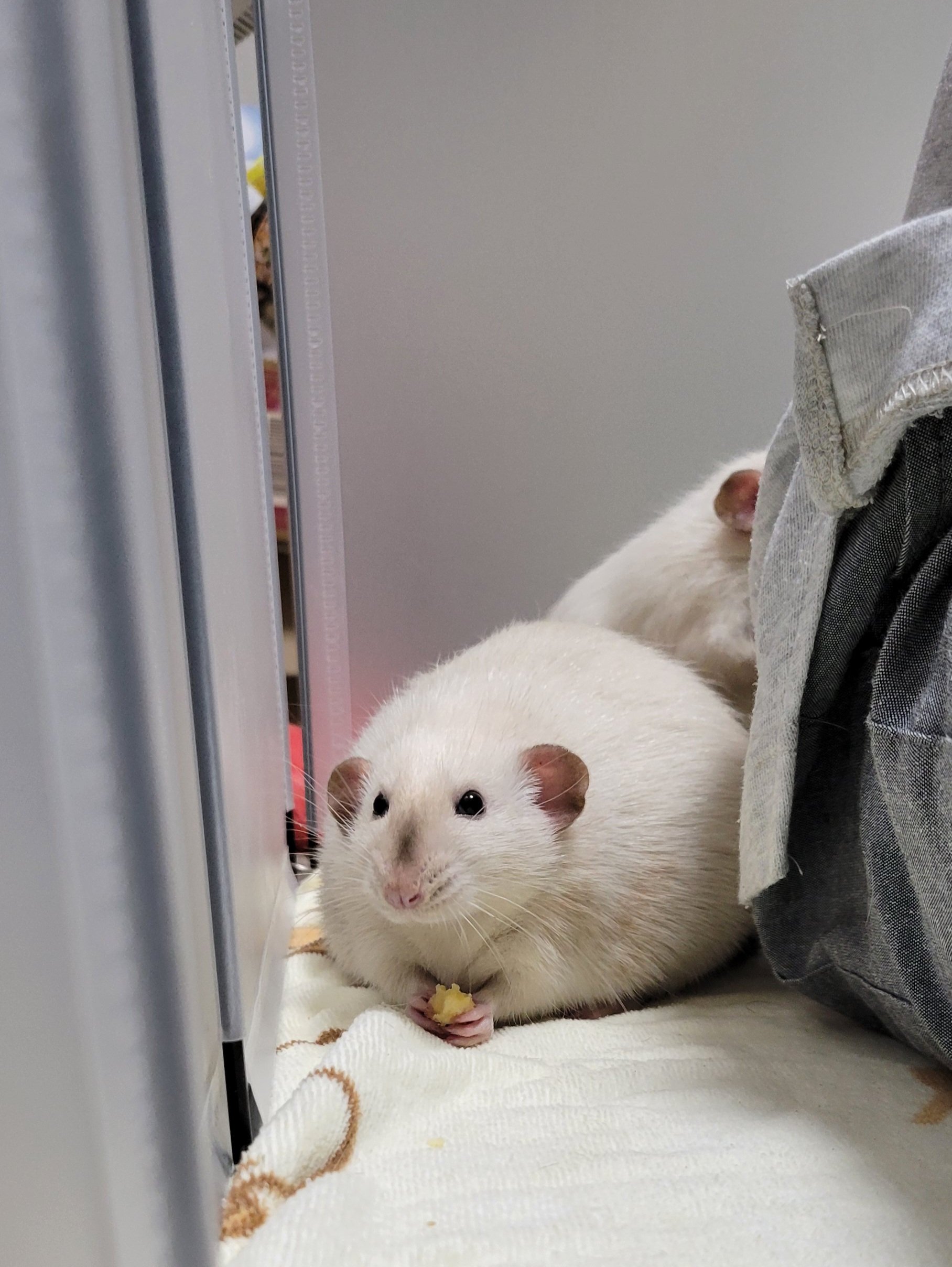 やっちゃん様 オーダーページ 152620：スカラーちゃん・花柄 2柄展開オーガンジーシャツの通販