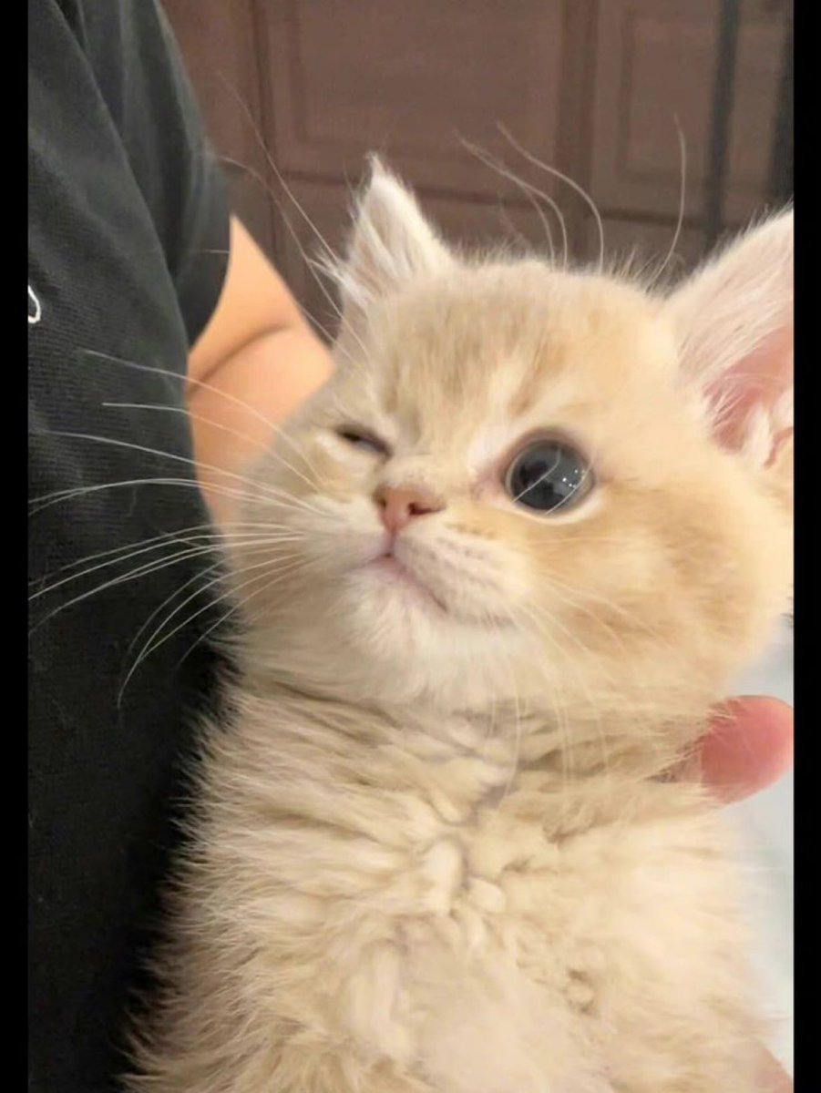 The pets only 🐾 (@thepetsonly) on Twitter photo 