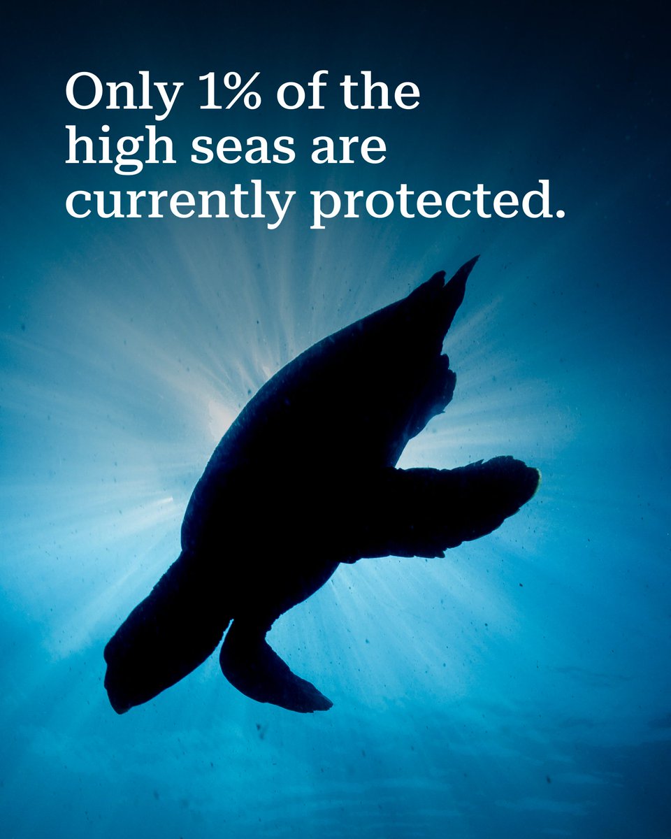 The high seas treaty opened for signature at #UNGA78. Two years later:
🌊 142 countries have signed
✍️ 56, of the required 60, have ratified

As #UNGA80 kicks off, countries must recall why protecting the high seas is one of the most urgent goals for our planet.