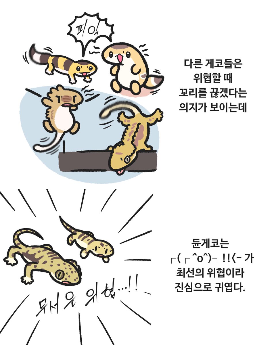 위협하는 게코들(귀여움)
