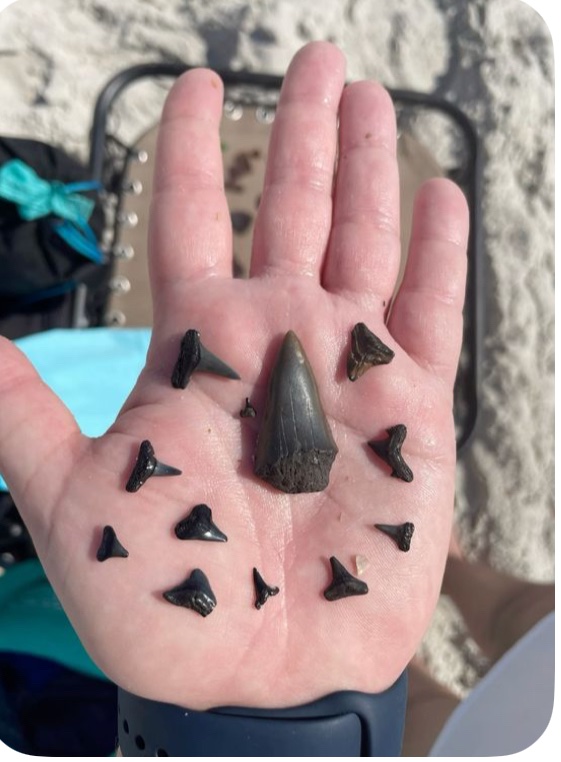 valkerie777's tweet image. Looking for shark’s teeth at the beach is one of my absolute favorite things to do.  Happy hunting everyone🦈 #sharksteeth #fossils