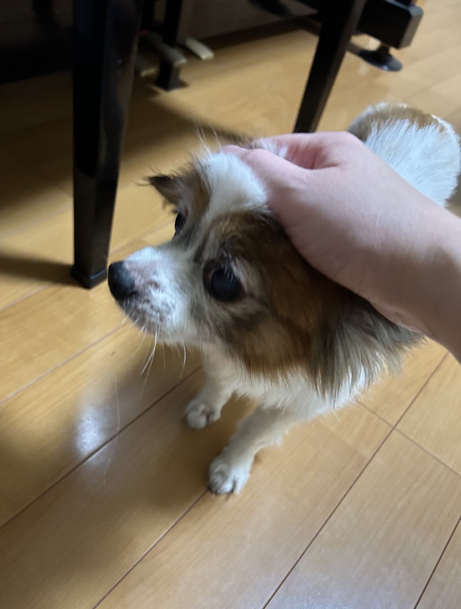 🐶撫で回したい✋チョコ〜
🍁🍂秋らしくなってきた？
🌙今日も一日お疲れ様でした⭐️
🛌おやすみなさいぬん🐶💤
