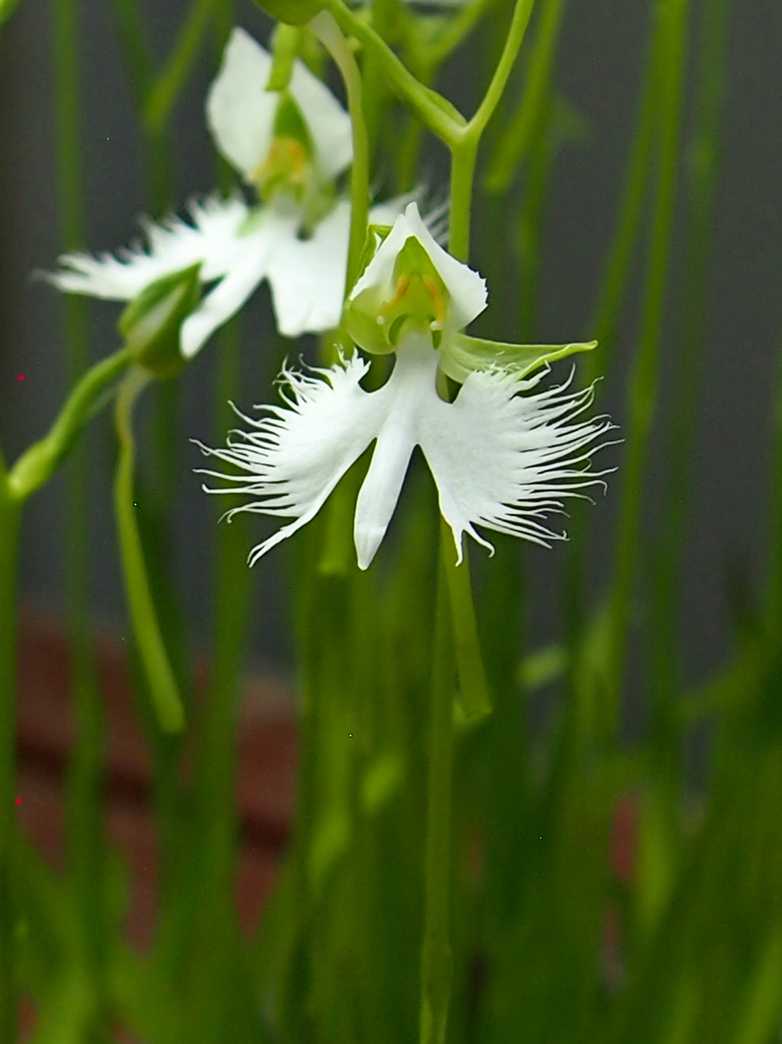 サデミと山葡萄花入 サデミと山葡萄花入