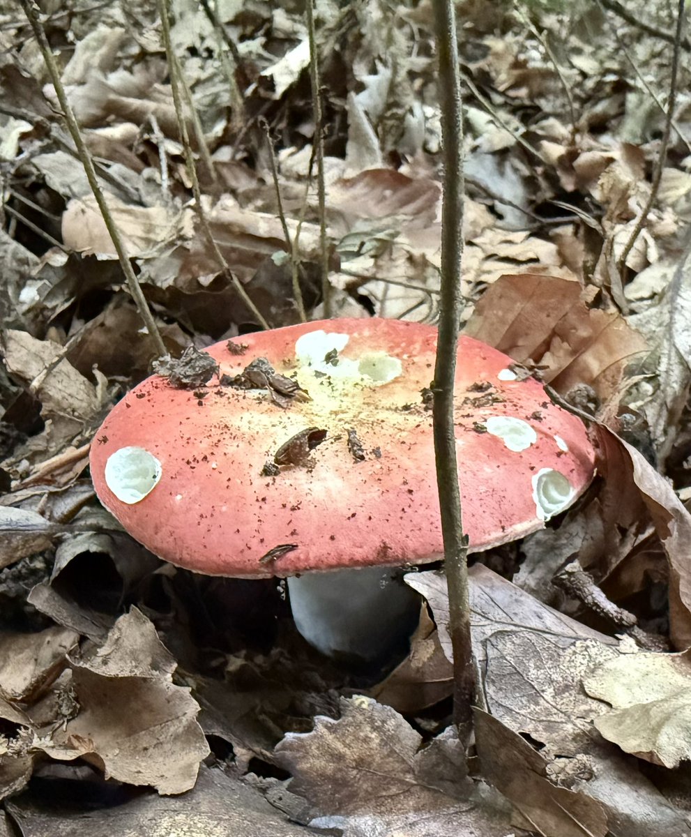 Pilze haben keine Warnfarben - dafür ist er der beste Beweis: bei diesem leuchtend rot-orange gefärbten Lamellenpilz handelt es sich um den Apfel-Täubling (Russula paludosa), und auch wenn er mit seinen roten Hüten ziemlich verdächtig aussieht ist er einer der leckersten