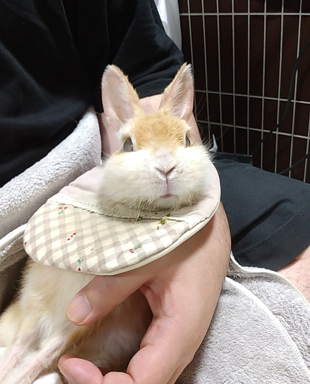 じぇんとる🐇 on X: 