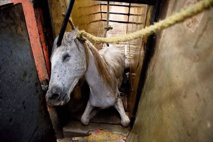 EllieCG11's tweet image. JUST IN CASE you thought animals have a great life or they are being loved and are cared for, think again.  Please, do think.