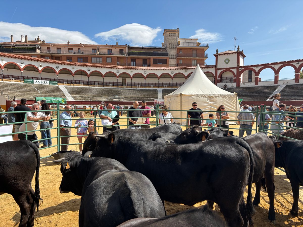 <a href="/ASAJASoria/">ASAJA Soria</a> apoya un año más la Feria Ganadera de Soria, y ya son 14 ediciones🐮🫏🐑. Ganado de calidad, tradición y futuro del campo. Este fin de semana en la Plaza de Toros. #ASAJASoria #ganadería