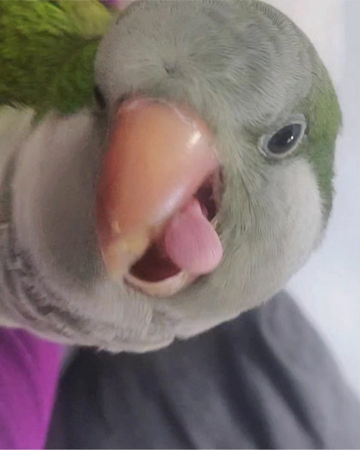 Out of Context Birds (@contextbirds) on Twitter photo 