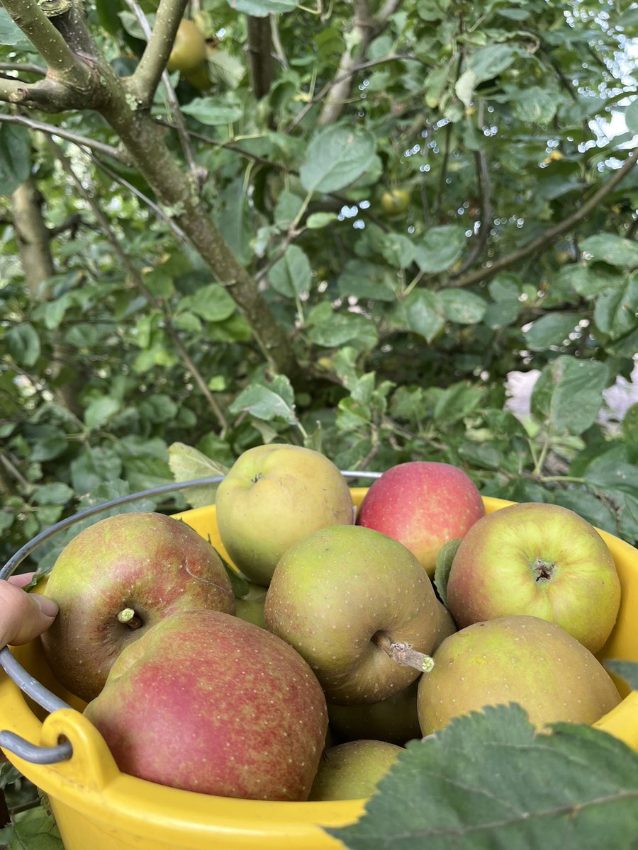 Zijn er pommologen en andere appelkenners op Twitter? Een boom in onze tuin geeft voor het eerst vrucht en hangt vol met dikke #appels. Ik denk goudrenet (ruwe schil). Wie kan daar obv deze foto’s wat zinnigs over zeggen? 
#schonevanboskoop
#fruit