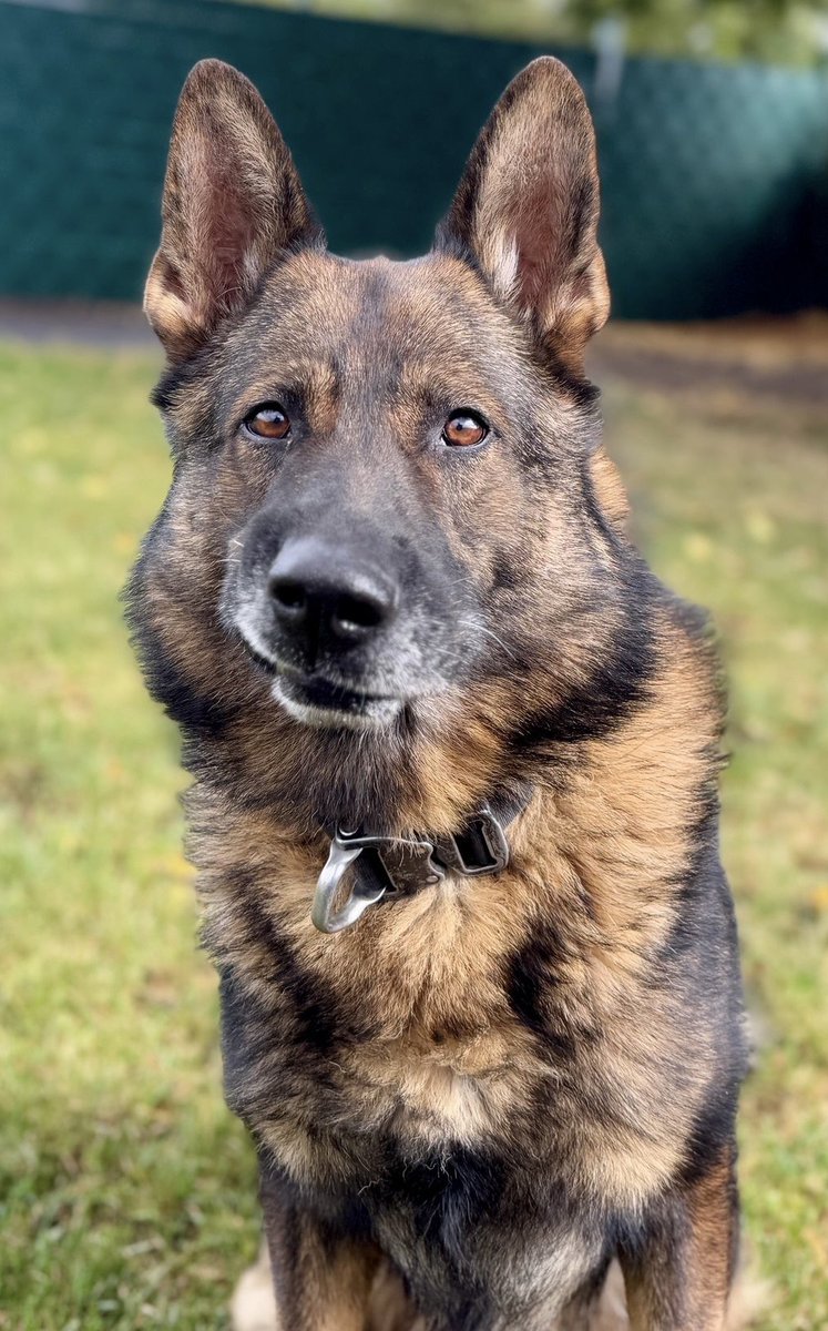 With his pending retirement, PD Bren is determined to go out on a high.
Last night Bren used all his guile, to locate 2 suspects who had made off from a 🚗.
2 located up a tree, drugs located.
Then tracking &amp; detaining a suspect for breaking a woman’s jaw.
Great work Bren 🐾🐾