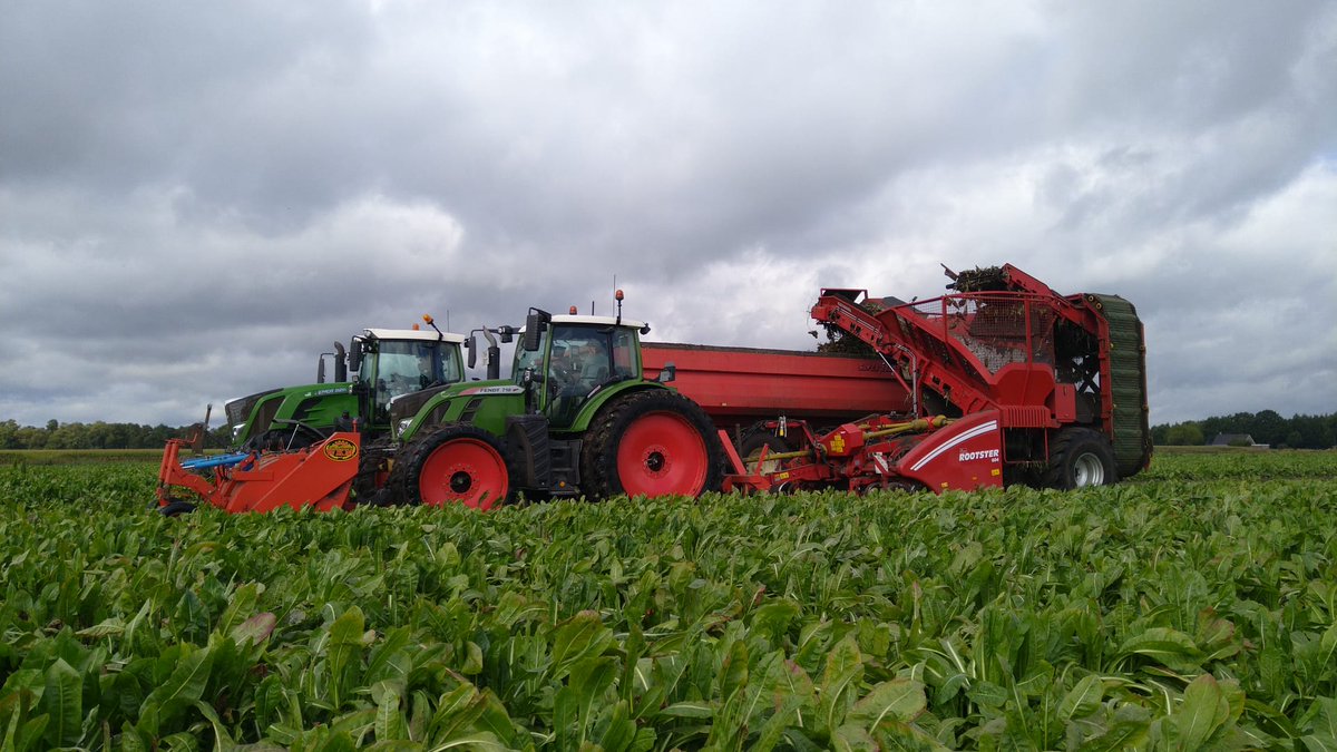 Kijkje op de akker in Emmer-Compascuum. Cichorei rooien voor Sensus