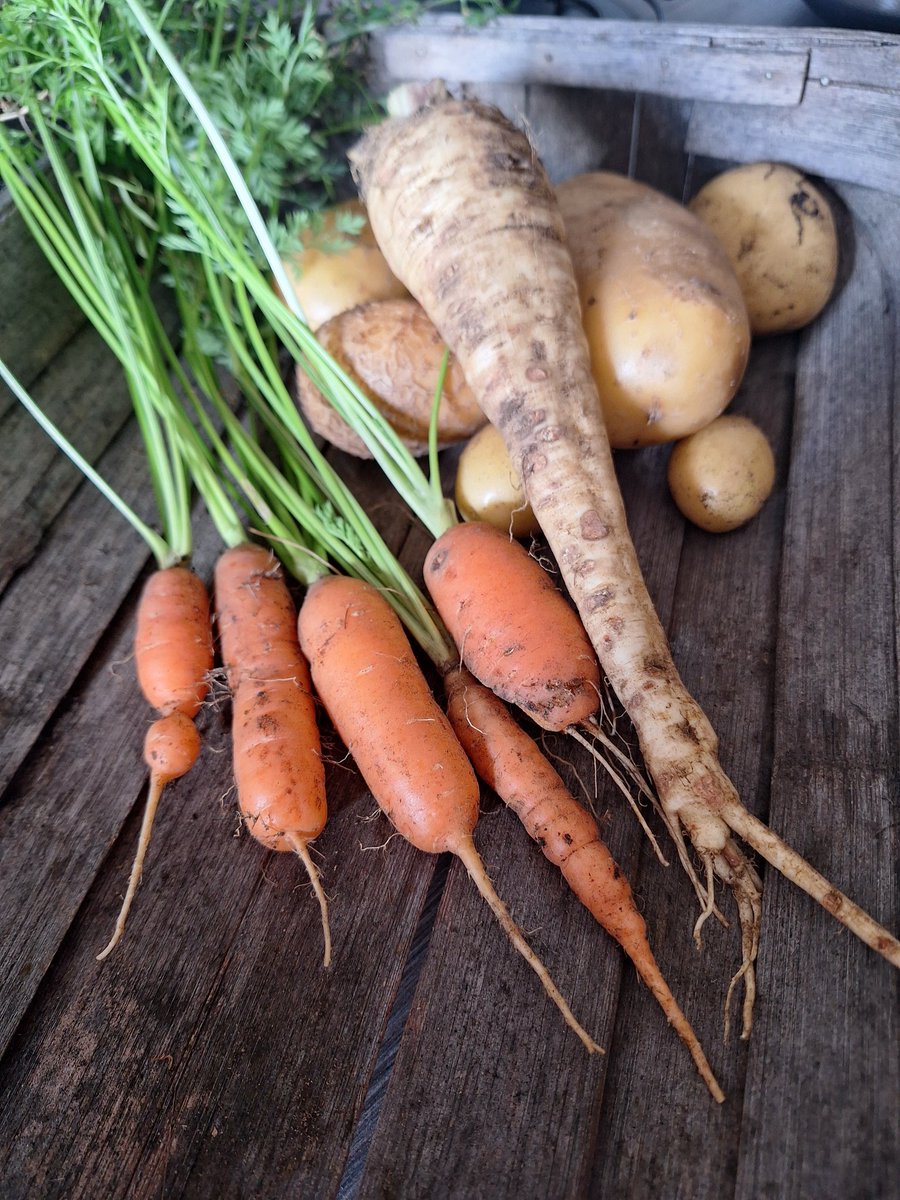 Seeds To Suit tweet media