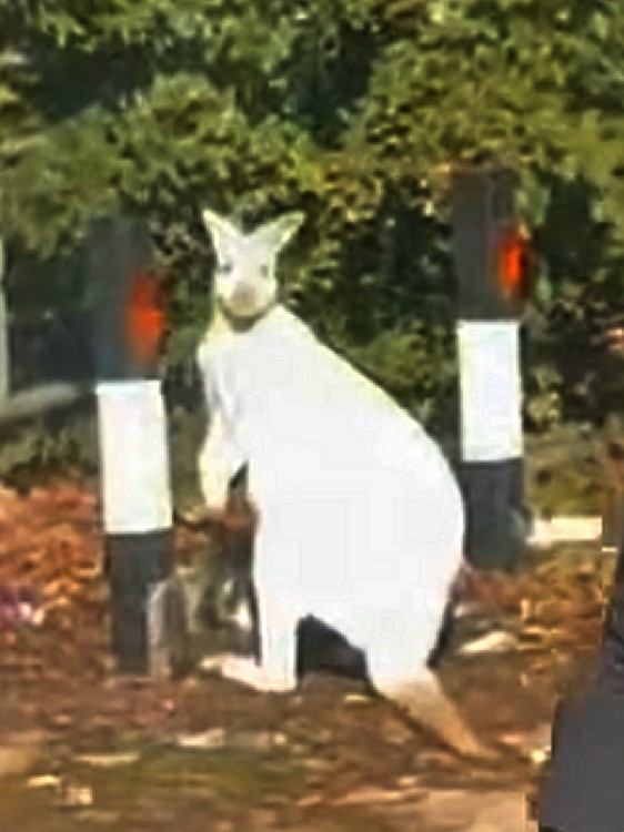 Kent_999s's tweet image. DARTFORD update: Police say they were called around 9.30am yesterday to a wallaby in the area of Trolling Down Hill near DARENTH. They say the animal was reunited with its owner about 30 minutes later. What the owner was didgeridooing with it in the first place is not known.