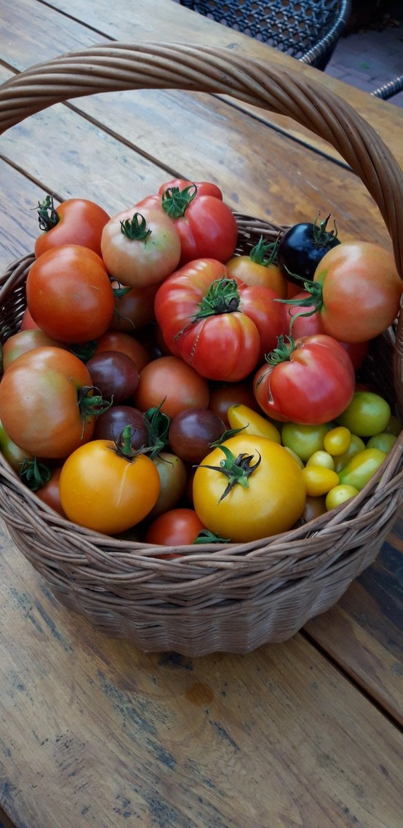 ekogardener's tweet photo. #tomato #love 🍅
#garden #gardening #GardeningTwitter #garden_walk #mygarden #vegetablegarden #harvest #food #fromgardentotable #youtube #youtuber #gardeningx https://t.co/IP0R5b8ncm