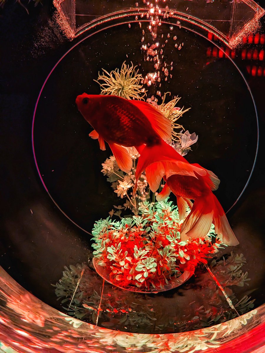 まさきさんとアートアクアリウムみてきたよ〜！とっても幻想的で綺麗だった✨️誘ってくれてありがと〜〜〜♡⁠(⁠Ӧ⁠ｖ⁠Ӧ⁠｡⁠)