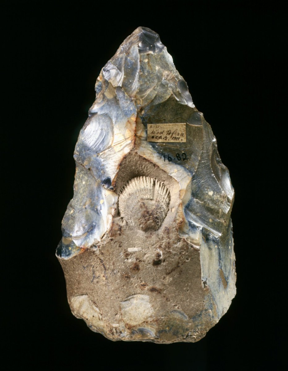 Something beautiful for the weekend!

An extraordinary Acheulean handaxe knapped around a fossil shell around 500,000-300,000 years ago!

The shell’s central display has been described as an example of early aesthetic intention by the toolmaker.

From West Tofts, Norfolk.

📷