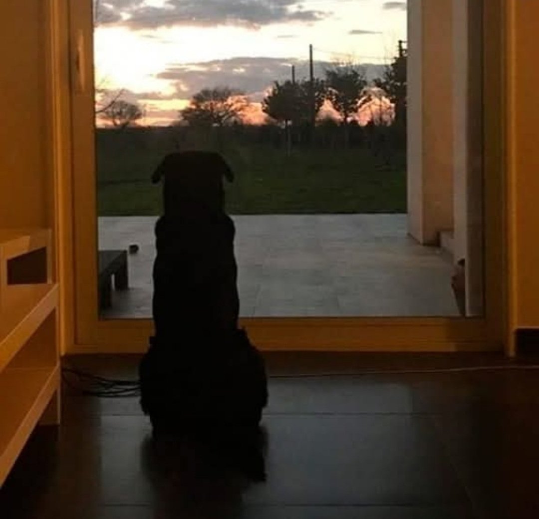 "Cuándo fue la última vez que alguien se alegró tanto de verte, estaba tan lleno de amor y afecto, que corrió literalmente a saludarte?
Un perro lo hará por ti, diez, veinte, treinta veces al día"
Lionel Fisher