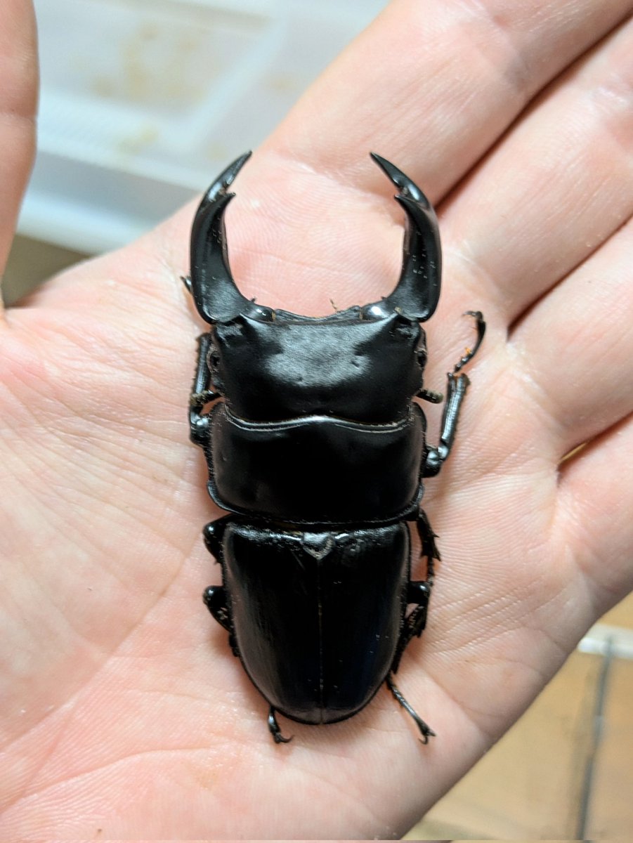 クワカブ好き かぶぶくわわ (@mushi_lowkun) / X