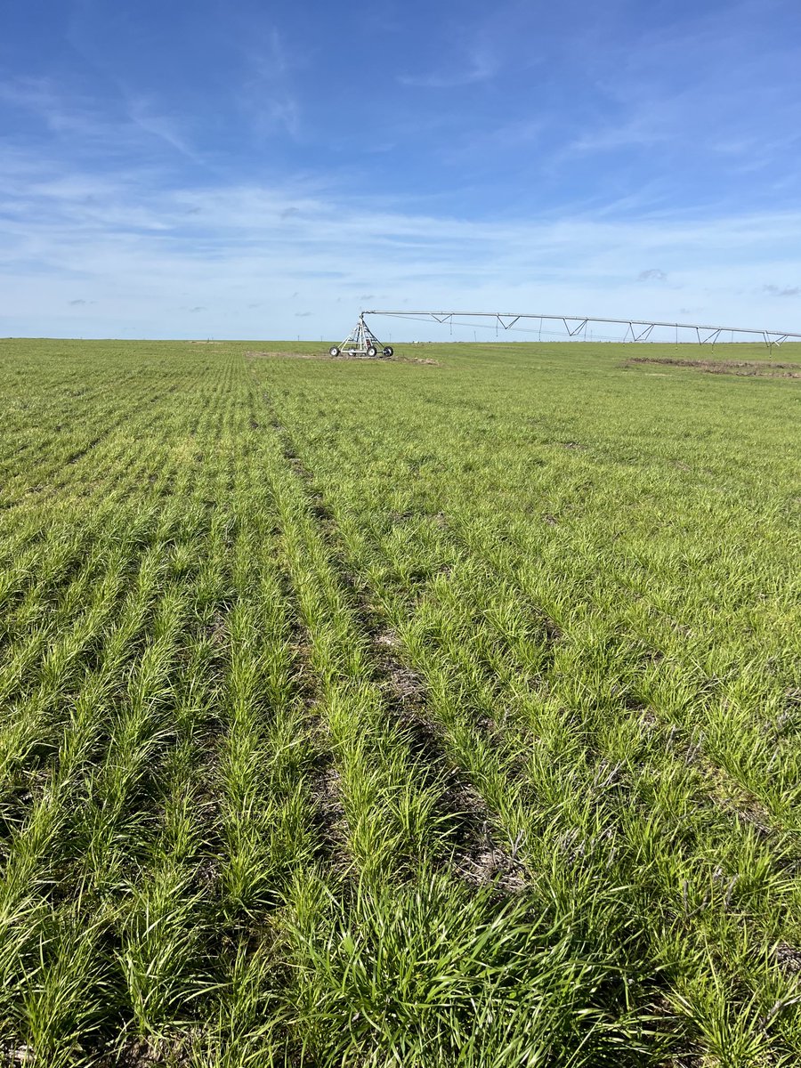 Buen día, Festuca bajo riego ,nuevo desafío productivo junto al equipo de Gentos