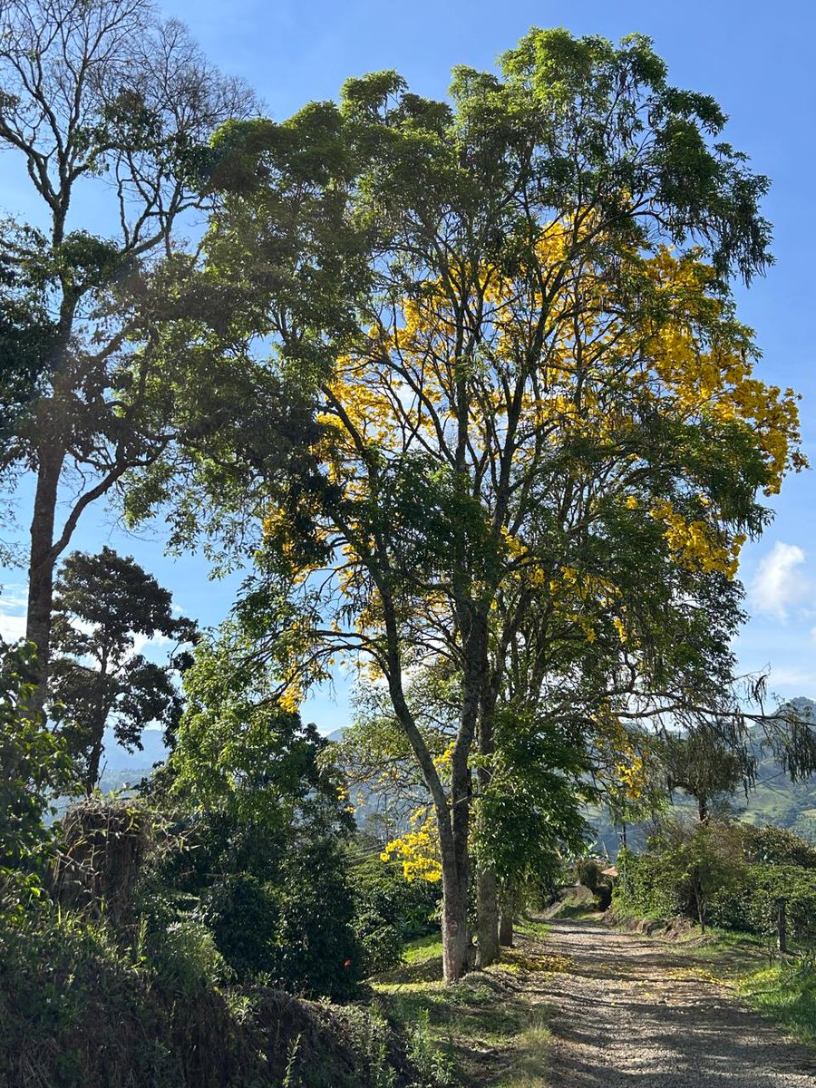 #FelizSábado por el camino de la vereda Buga de #Jericó, Antioquia. #JericóSinMinería #FueraAngloGold
