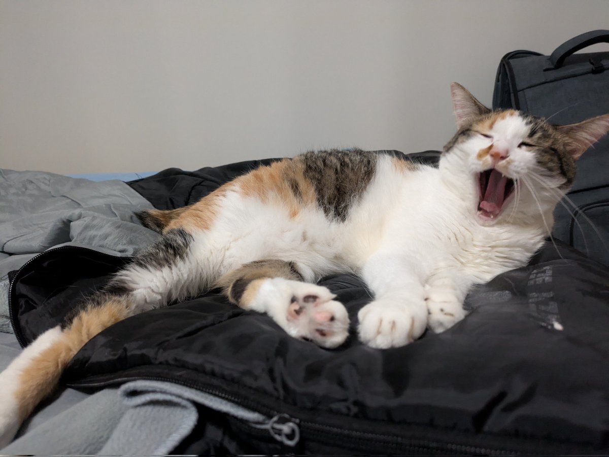 三美お嬢様はお猫様 (@Ladymimi0917) / X