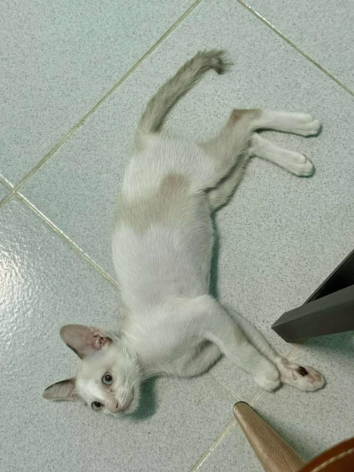 Catster & Co บ้านพักพิงแมวจร tweet media