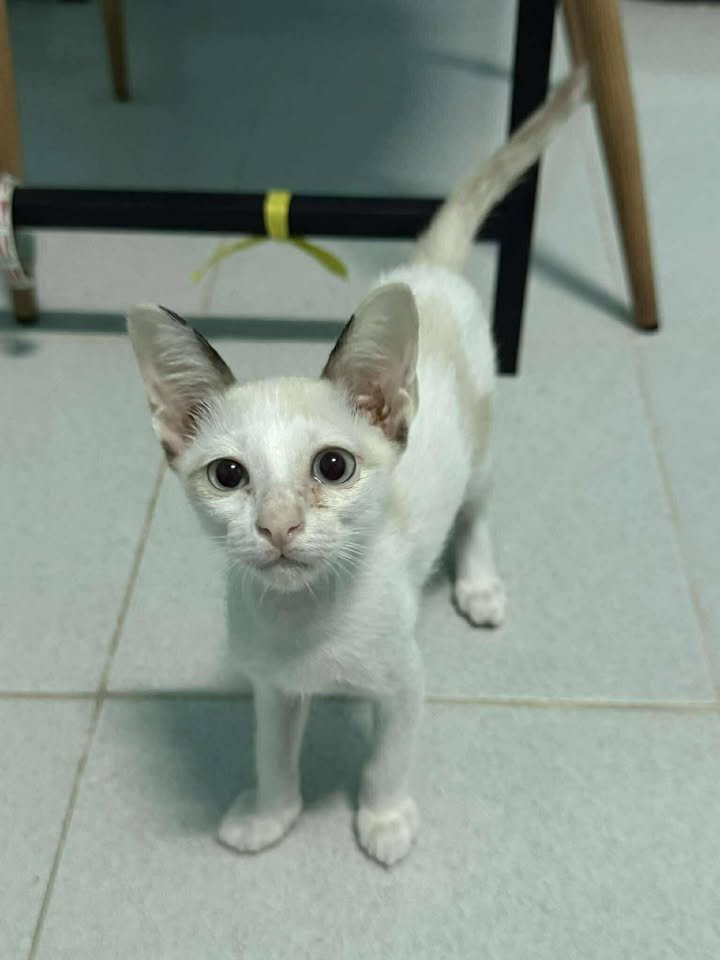 🏡หาผู้อุปการะลูกแมวค่ะ🏡
 ตอนแรกเป็นคู่แมวแม่ลูกที่เราช่วยมา เพราะน้องมาคลอดแถวบ้าน ลูกอีก 2 ตัวไม่รอด แต่ไม่สามารถดูแลถาวรได้ เพียงแค่ให้ที่พักพิงชั่วคราวเท่านั้น วันนี้คุณแม่ได้บ้านไปแล้ว เหลือคุณลูกอยู่ลำพัง กลัวน้องเหงามาก ใครสนใจมอบบ้านที่อบอุ่นให้กับน้อง ทักมานะคะ

อายุ 3