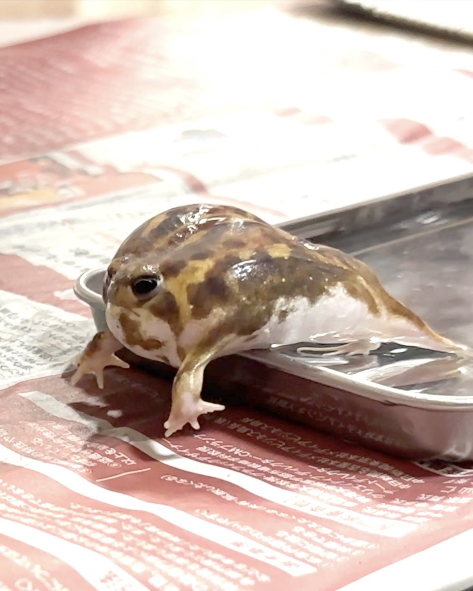 Why did Rainfrog panic in the bath?
アメフクラガエルがお風呂でパニックになったワケとは？😧 youtu.be/G_J5I5ChX2g?si… <a href="/YouTube/">YouTube</a>より