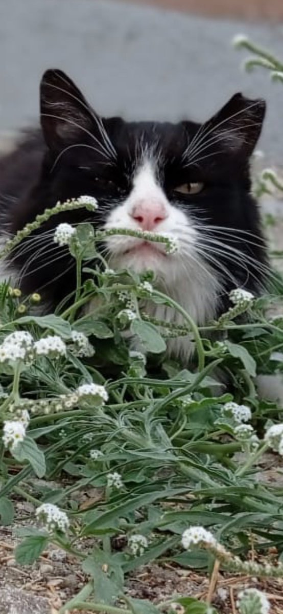 Tube Tentacles tweet media