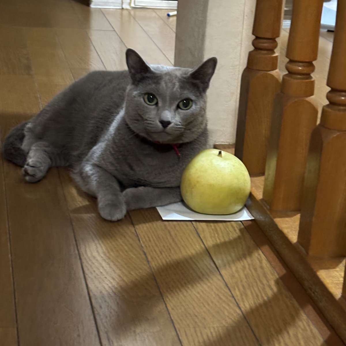 なんで廊下に二十世紀が置いてあるんだ？