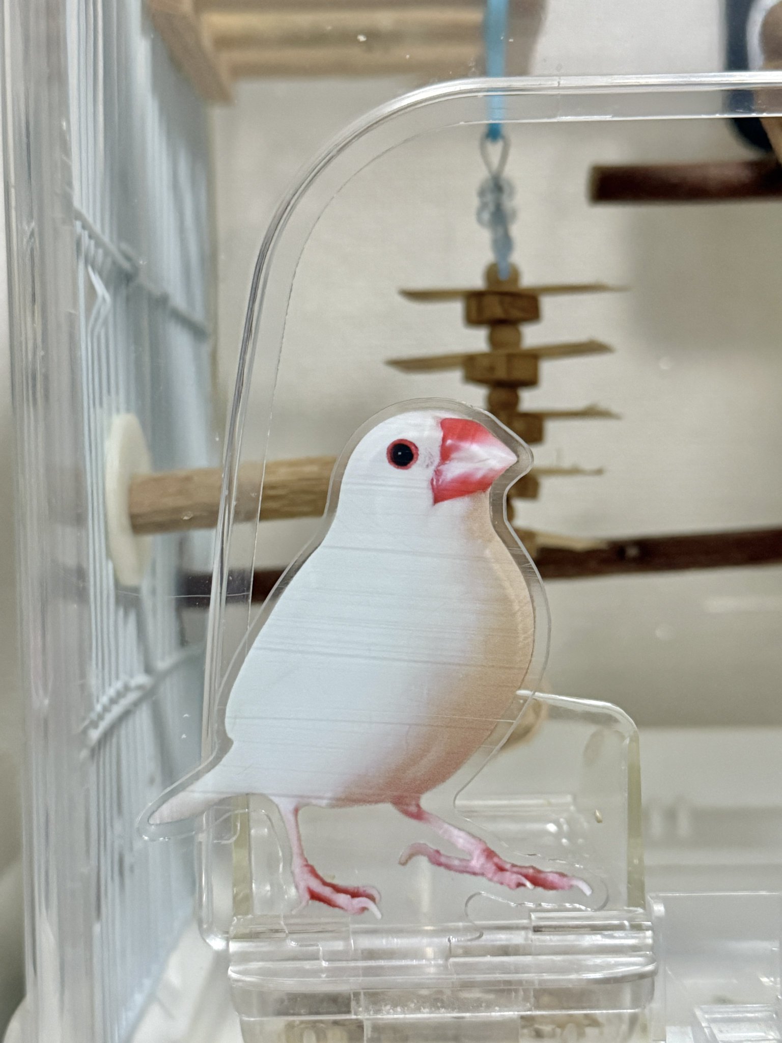 【セット売り】鳥面 春告文鳥 セット売り】鳥面 春告文鳥 好評 鳥面 セット売り しつこく 売買