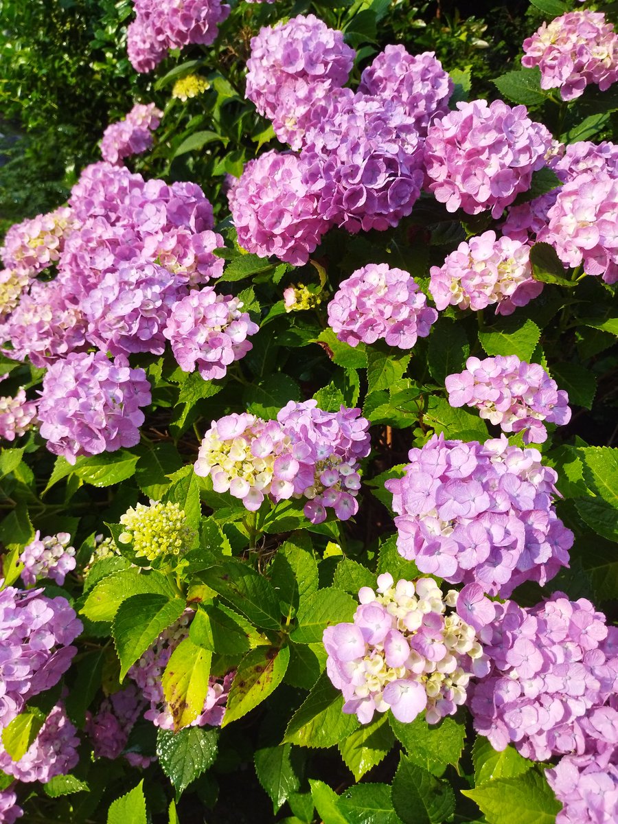 よく分かんないんで花咲かせときます
#地獄SNSに花咲かせツイート