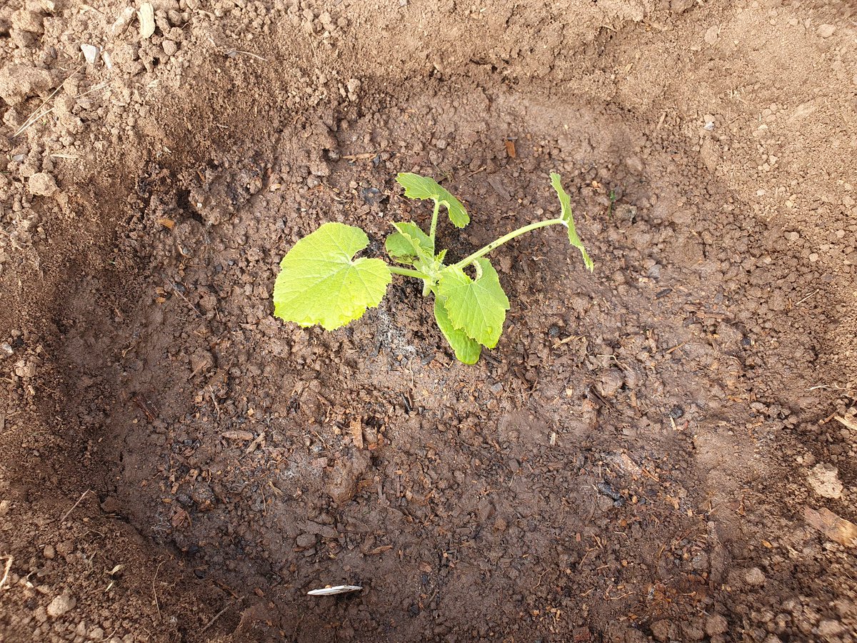 mandysgarden's tweet image. Zucchini finally in the ground! 

#zucchini #springishere