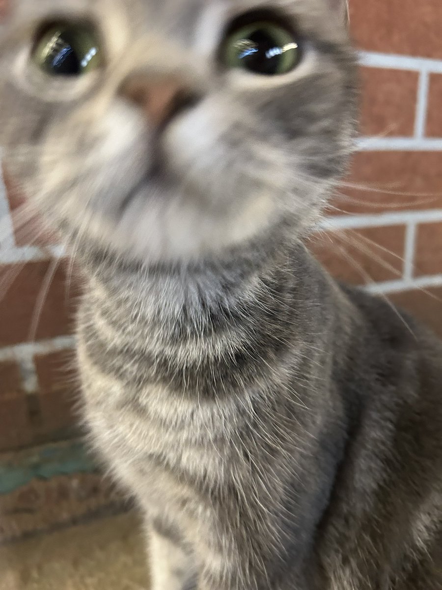 iblueeuldi's tweet photo. 猫儿这个萌 https://t.co/b8q6P8rCAF