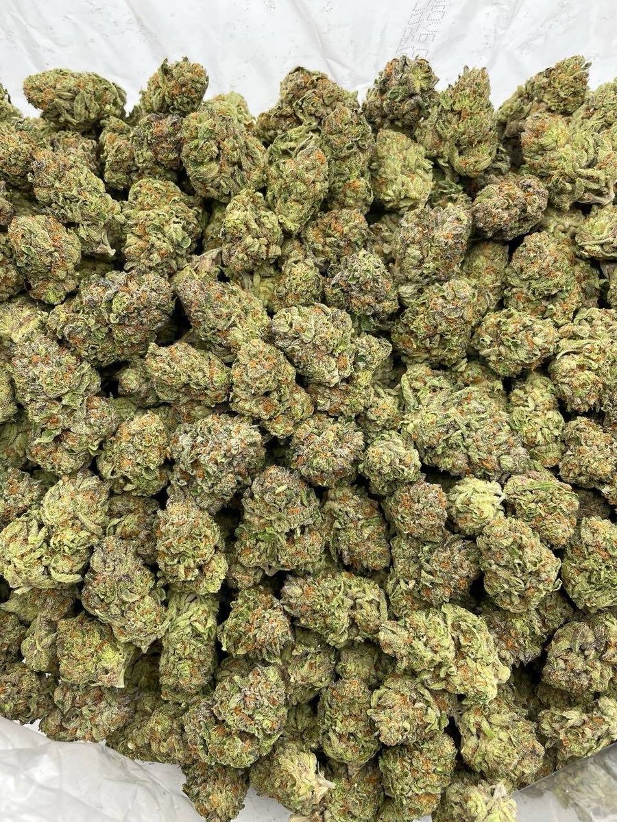 Dosi Cruffins mixed lights——————————————————
Bomb dosido cross nose on super frosted lime green nugs with nice structure and a little color

📦$825 P
Potato group link for full menu
ptwdym158.org/joinchat/UlIY8… 

Telegram link in bio