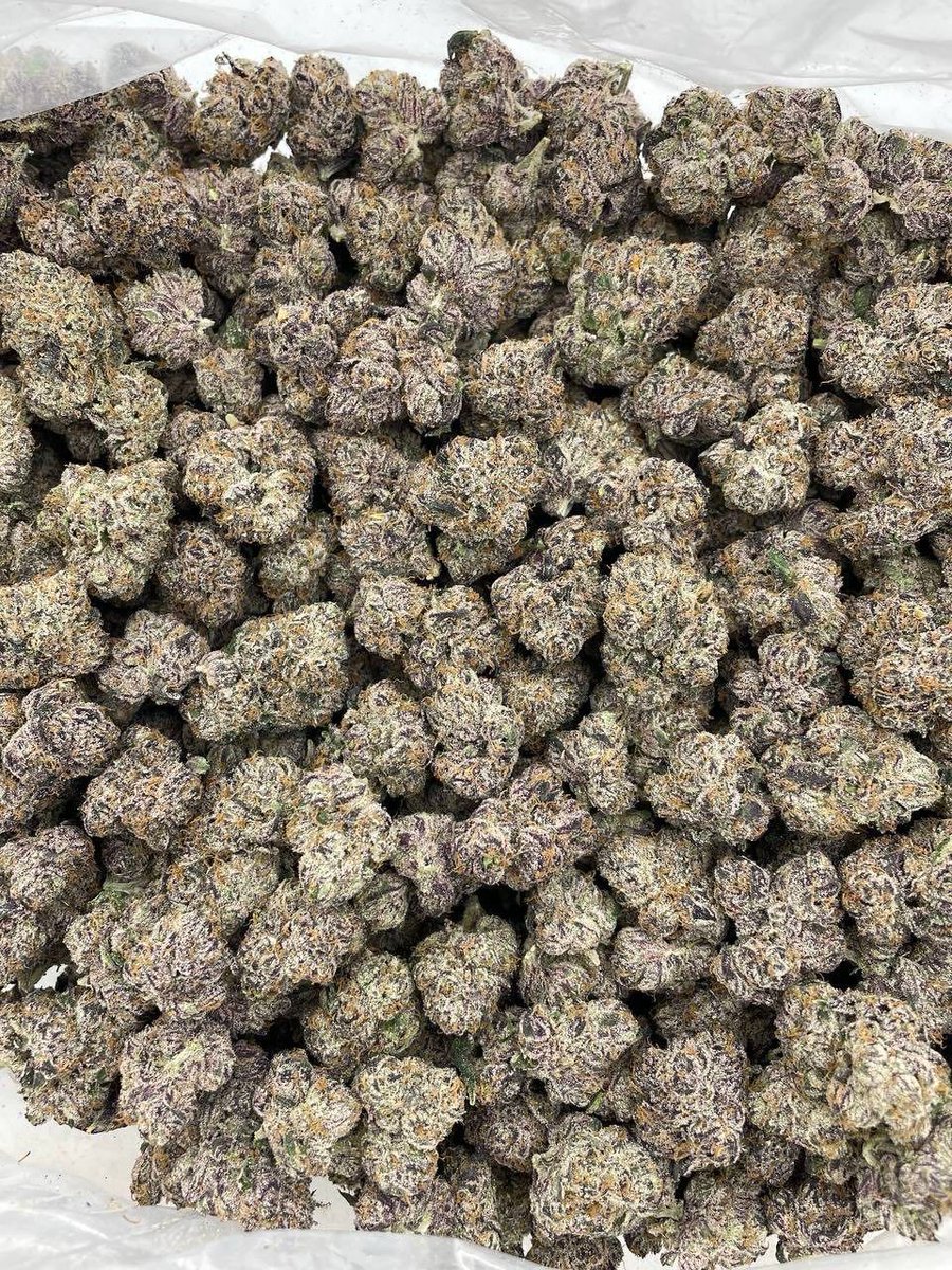Cherry Yumbo indoors 🍒🫧🐊
——————————————————
Bomb cut of cherry gumbo crossed with bubblegum poppers! Super purple candies covered in frost cured nice and sticky 💣 loud candy gas nose
📦$1500 P
Potato group link for full menu
ptwdym158.org/joinchat/UlIY8… 

Telegram link in bio
