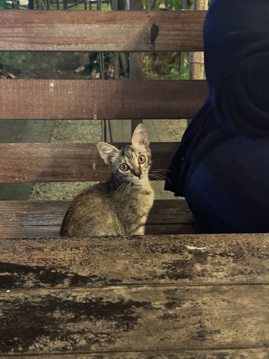 C4TT000's tweet photo. ‼️ADOPT KUCING KL/SEL ‼️

📍Uptown Kota Dame, Damansara

anyone looking to adopt kittens, boleh consider datang tengok dekat sini (tapi belum putus susu rasanya). gambar last kitten lain, total 5 kittens. 

please help rt &amp; share sampai jumpa new owner 🙏🏼 https://t.co/jQwqVZd4z0