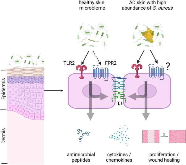 A review by Marco Lebtig, Andreas Peschel, &amp; Dorothee Kretschmer, "Role of formyl peptide receptor 2 and toll-like receptor 2 in skin barrier function and atopic dermatitis" doi.org/10.1016/j.jid.… #JIDJournal #DermatologyJournal #dermatology #dermatologists #dermresearch