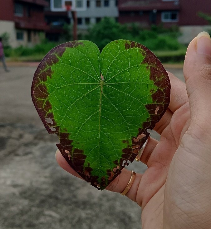 Certainly, my heart too looks like this.
Little ripped on the edges but youthful from the core.